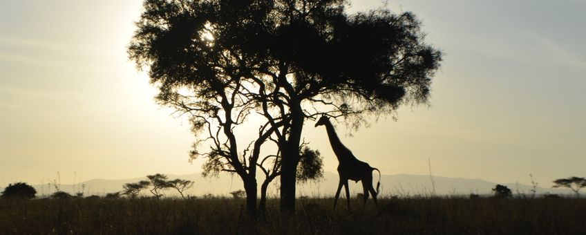 Een giraf bij zonsopkomst in Amboseli National Park, Kenia.