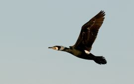 Phalacrocorax carbo. Aalscholver