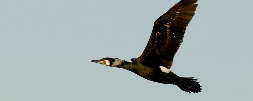 Phalacrocorax carbo. Aalscholver