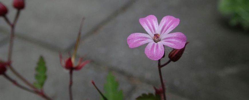 La natura oggi |  La natura sul molo: Robert Weed