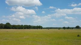 Schrale graslanden - primair