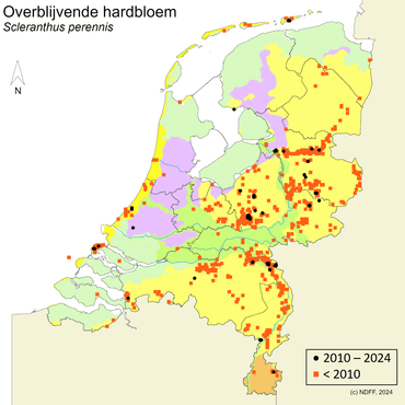 Huidige en voormalige vindplaatsen van overblijvende hardbloem