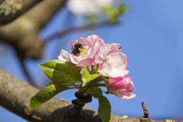 Weidehommel met stuifmeel op de appelbloesem