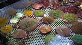 Indonesische paddestoelkoralen in beslag genomen door de douane; ze waren in het wild gevangen maar werden geëxporteerd als gekweekt