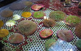 Indonesische paddestoelkoralen in beslag genomen door de douane; ze waren in het wild gevangen maar werden geëxporteerd als gekweekt