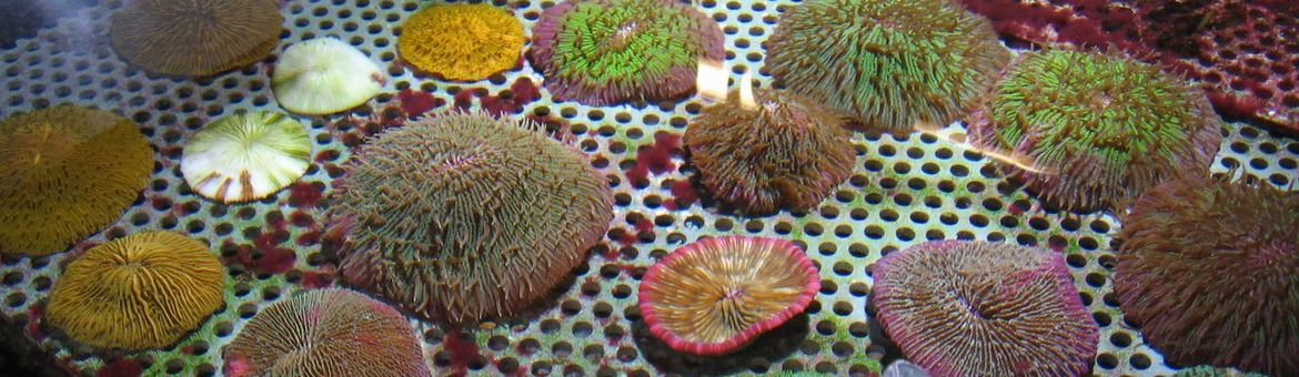 Indonesische paddestoelkoralen in beslag genomen door de douane; ze waren in het wild gevangen maar werden geëxporteerd als gekweekt