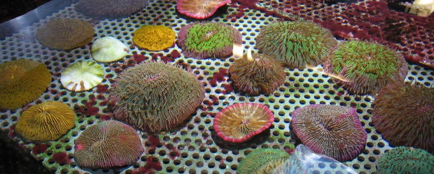 Indonesische paddestoelkoralen in beslag genomen door de douane; ze waren in het wild gevangen maar werden geëxporteerd als gekweekt