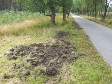 Wroetsporen van wild zwijn