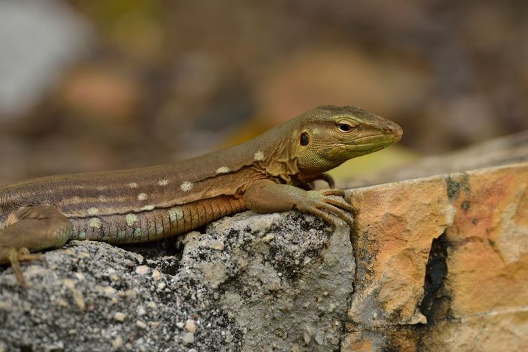 Curaçao Whiptail  (Cnemidorphorus murinus murinus)