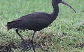 Zwarte ibis