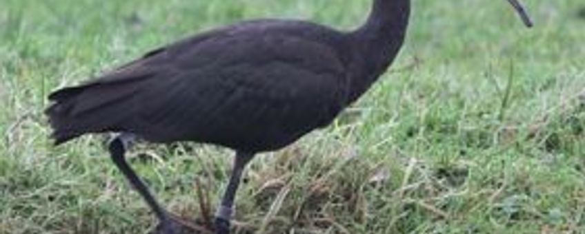 Zwarte ibis