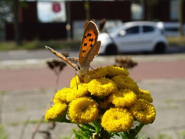 Kleurkeur staat voor meer aandacht voor biodiversiteit in de berm, bijvoorbeeld deze kleine vuurvlinder