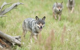 Hugh Jansman, Alterra Wageningen UR Wolf