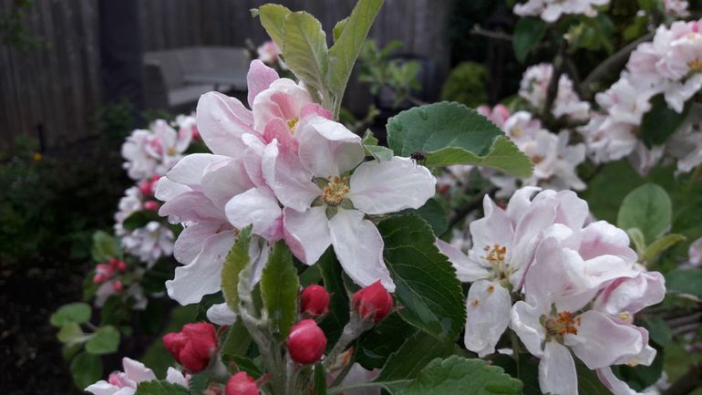 Appelboom in volle bloei