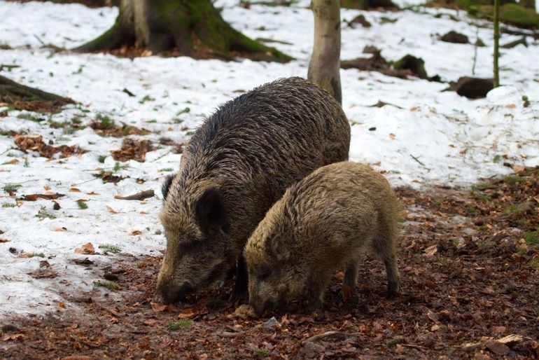 Wilde zwijnen in de winter 