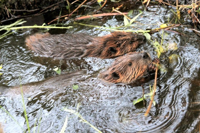 Deze jonge bevers laten zich het wilgenblad goed smaken 