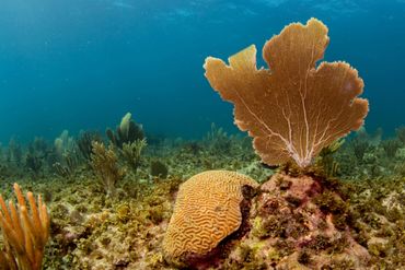 Koraal bij Bonaire