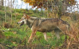 Leo Linnartz Wolf VOOR EENMALIG GEBRUIK