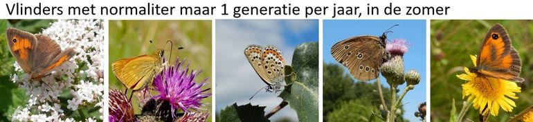 Vlinders met een generatie in de zomer, v.l.n.r. bruin zandoogje, groot dikkopje, heideblauwtje, koevinkje en oranje zandoogje