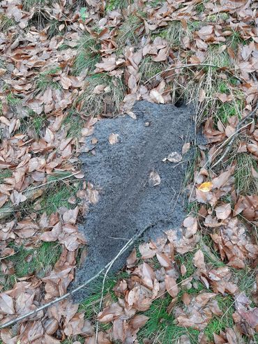 Holletje van een bosmuis., te herkennen aan de grote uitwaaier van weggegraven zand. Daarnaast kan je ook een mini-wildwissel zien