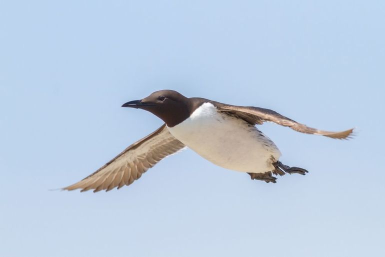 Uit onderzoek blijkt dat alken en zeekoeten niet tussen de windmolens willen zwemmen