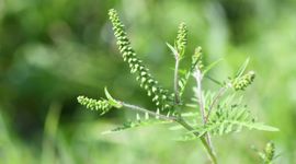 Alsemambrosia