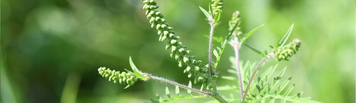 Alsemambrosia