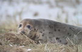 Grijze zeehond op Waddeneiland Griend (eenmalig exclusief WMR)