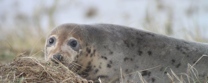 Grijze zeehond op Waddeneiland Griend (eenmalig exclusief WMR)