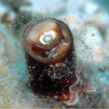 Een wormslak uit Curaçao op een gastkoraal, Porites astreoides, met restanten van een slijmvlies