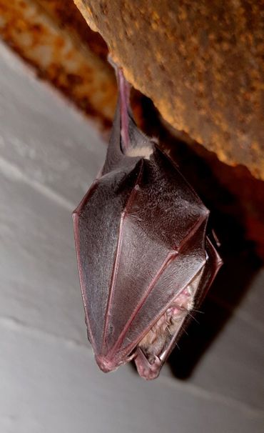 Grote hoefijzerneus in Natura 2000-gebied Solleveld-Kapittelduin, januari 2021