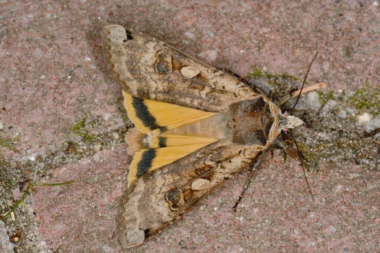 Met gevouwen vleugels is de huismoeder helemaal bruin, maar de achtervleugels zijn geel gekleurd