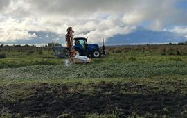electrocutie van waterteunisbloem