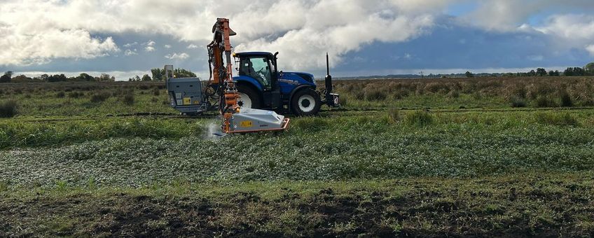 electrocutie van waterteunisbloem