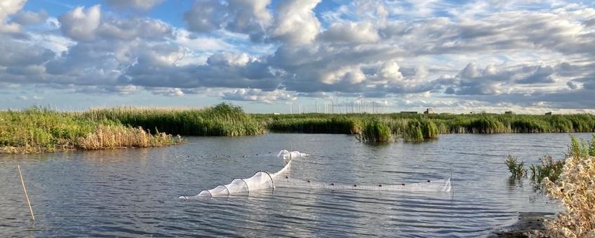 Fuikenopstelling op Marker Wadden om de in- en uittrek van vis in een compartiment te monitoren (eenmalig gebruik WMR)