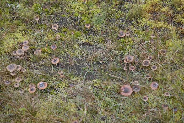 Grote groep Bruine dennenslijmkoppen van het Kootwijkerveen