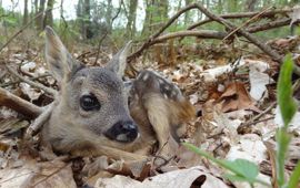 Capreolus capreolus, reekalf