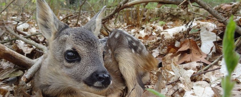 Capreolus capreolus, reekalf