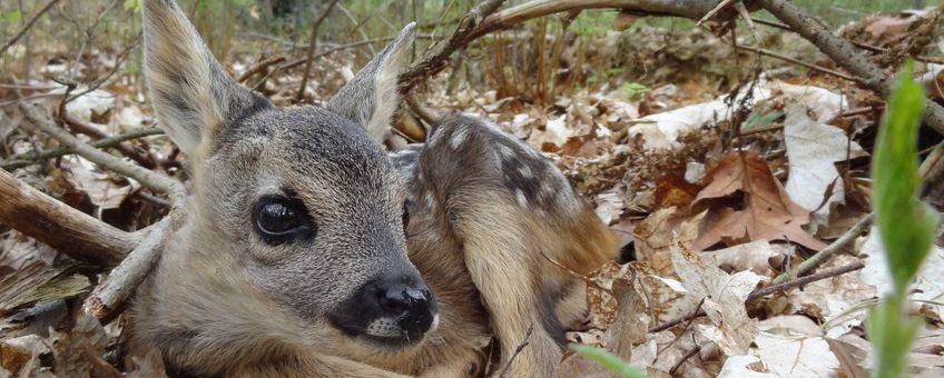 Capreolus capreolus, reekalf