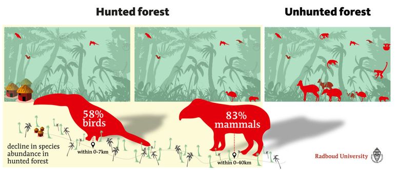 In kringen van 7 tot 40 kilometer rond dorpen en wegen waar jagers toegang hebben, nemen de zoogdierpopulaties gemiddeld met 83 procent af en vogelpopulaties met gemiddeld 58 procent