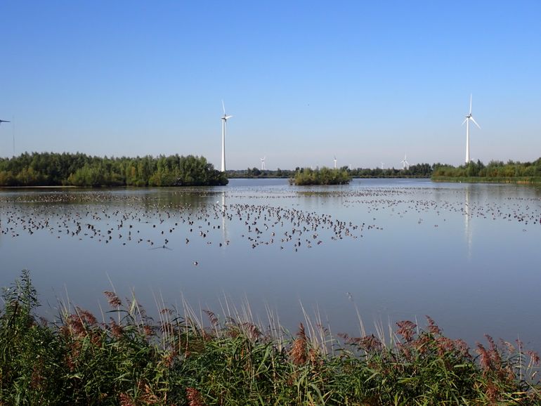 Plan Roerdomp bij Harderbroek