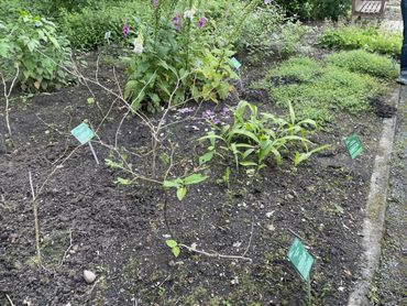 Zielig exemplaar in Hortus Haren, slakken hebben zich uitgeleefd