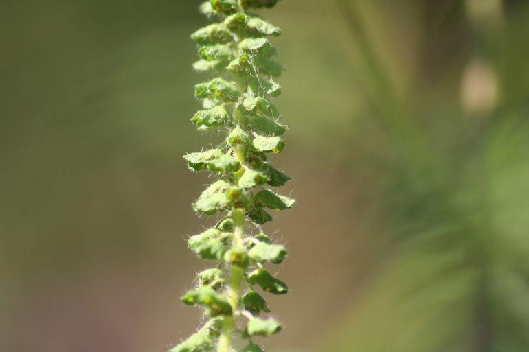 Bloem van de alsemambrosia in volle bloei