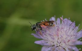 Knautiabij (Andrena hattorfiana)