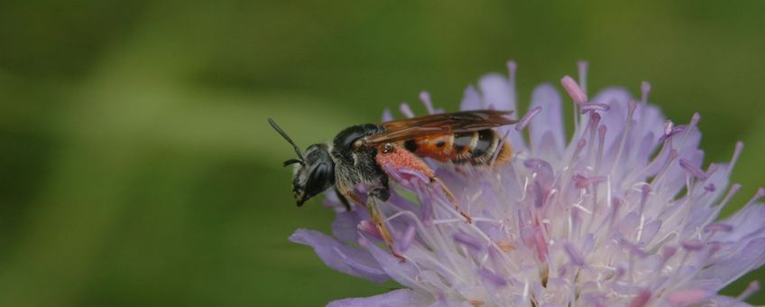 Knautiabij (Andrena hattorfiana)