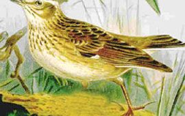 Naumann Boomleeuwerik, Naumann, Naturgeschichte der Vögel Mitteleuropas