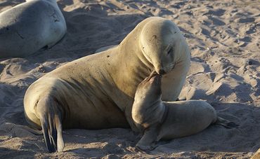 Sea lion