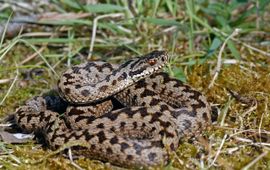 adder