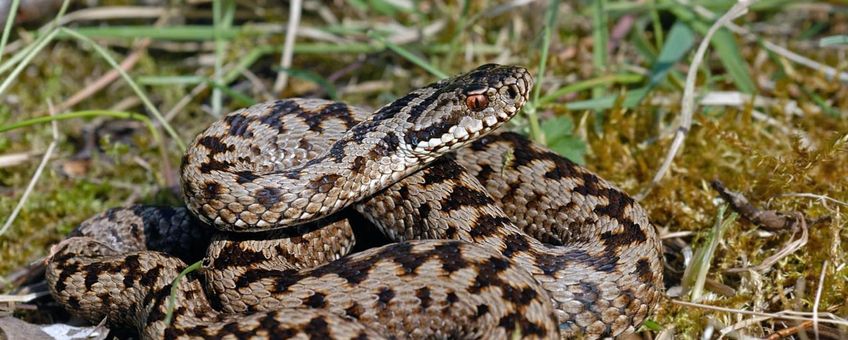 adder