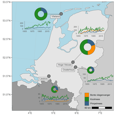 De vier hoofdonderzoeksgebieden voor het nestkastwerk liggen verspreid over het land. Op de kaart staat voor pimpelmees, koolmees en bonte vliegenvanger het aantal eerste broedsels per soort per jaar (grafieken) en de relatieve bijdrage van elke soort aan de dataset (donuts). De grootte van de donuts is geschaald naar het totale aantal broedsels van elke locatie